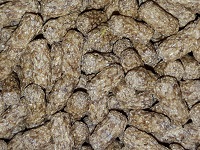 Turtle sticks braun